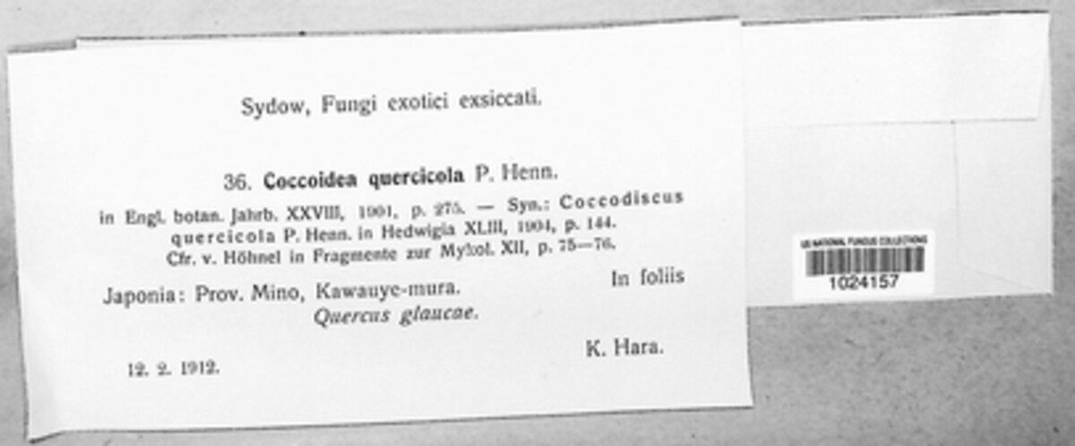 Coccoidea image